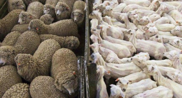 Co dělat doma s ovčí vlnou po stříhání a jak podnikat